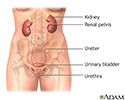 Female urinary tract