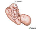 Fetus at 30 to 32 weeks