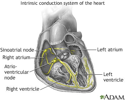 Conduction system of the heart