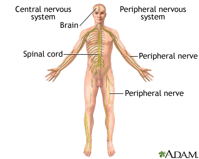 nervous system for kids diagram